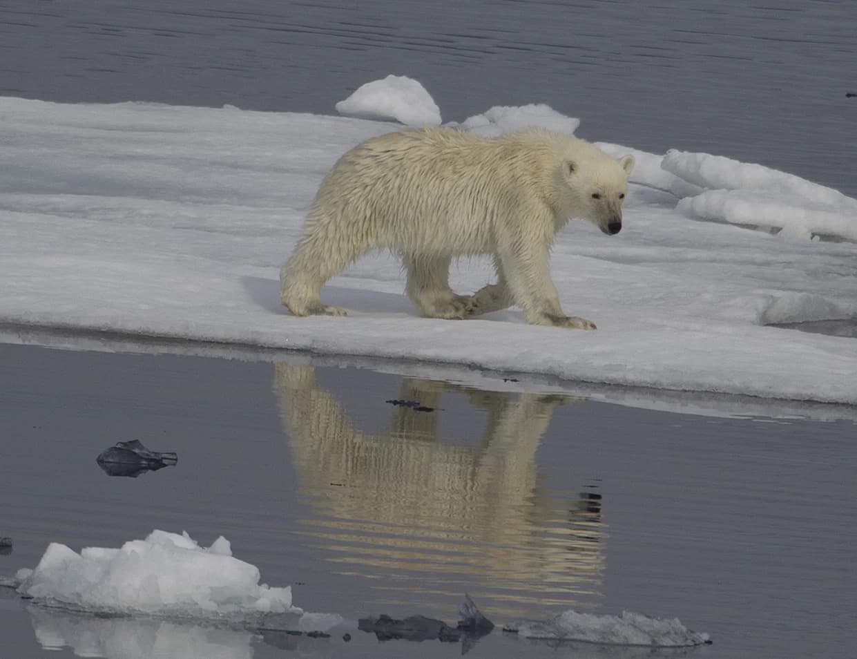Klimatske promene menjaju DNK polarnih medveda: aktivniji „skakutajući“ geni u toplijem Grenlandu