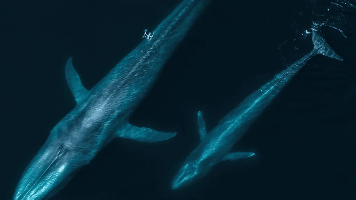 Dronovi Menjaju Istraživanje Kitova: Od „SnotBota“ Do Oslobađanja Zapetljanih Jedinki