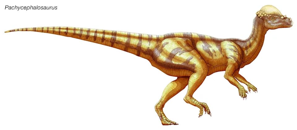 Retka skoro potpuna lobanja Pachycephalosaurusa uskoro u Smithsonianu