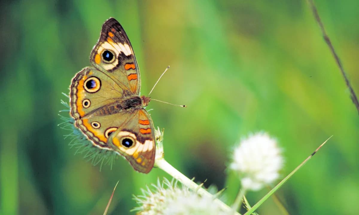 Leptiri Buckeye Menjaju Boju, Ponašanje i Verovatno Vid Sa Sezonom