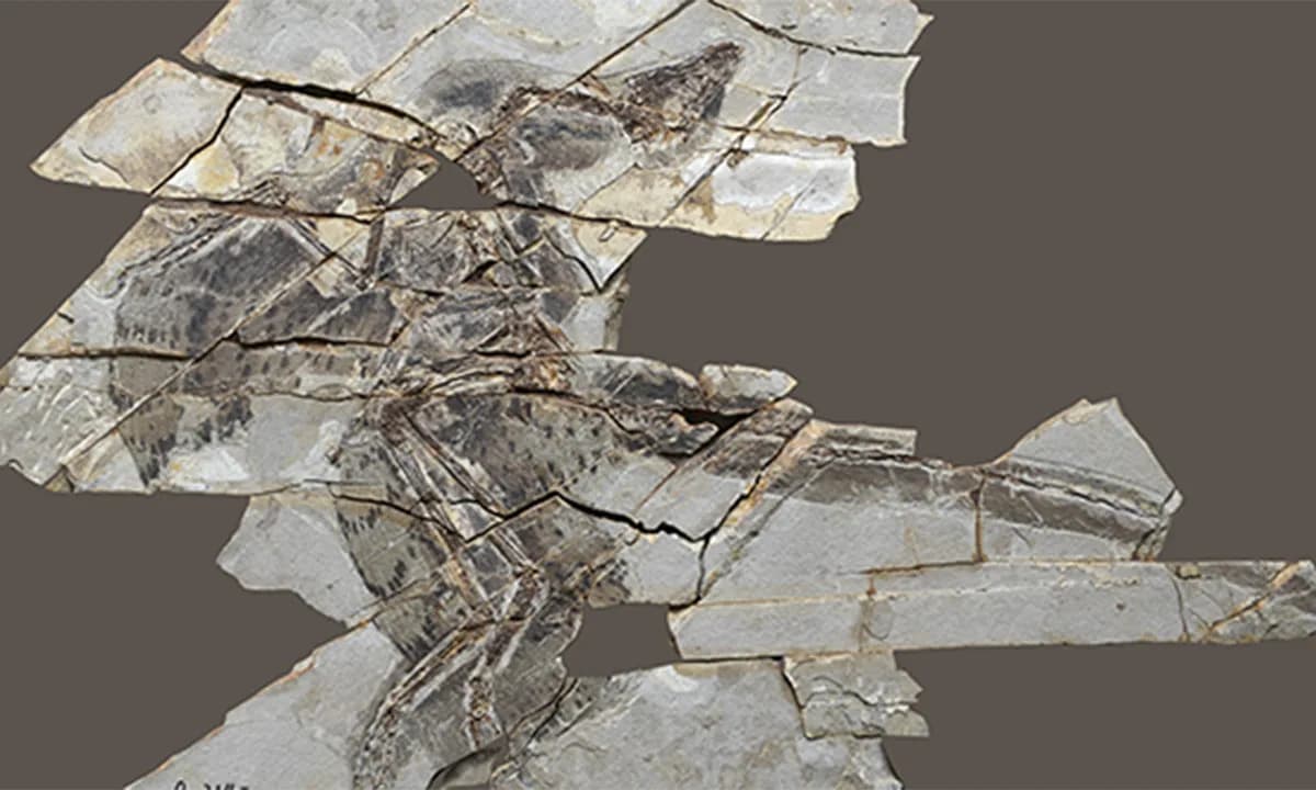 Anchiornis — Pernati Dinosaurus Koji Verovatno Nije Leteo