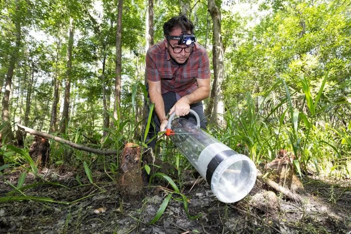 Nauka Kao Iz "Jurskog Parka": Komarci Otkrili DNK 86 Vrsta u Floridskom Rezervatu