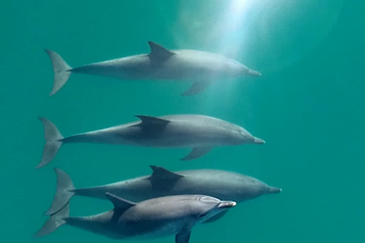 Prava Prijateljstva Usporavaju Starenje: Epigenetska Studija O Štitastim Delfinima