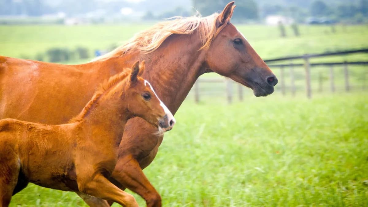 Univerzitet Kentucky Gradi „Genetsku Alatku“ Za Proučavanje Konjskog Rotavirusa A