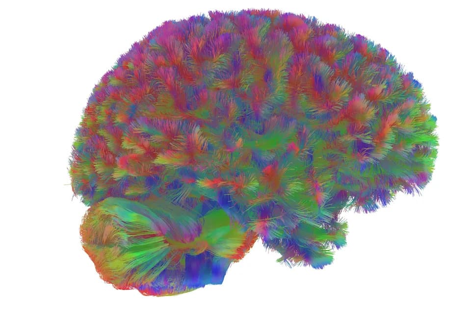 10 Zapanjujućih Otkrića O Mozgu Iz 2025. Koja Menjaju Naše Razumevanje Uma