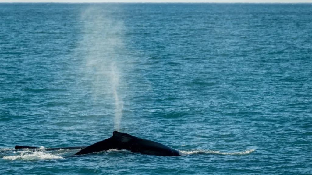 Dronovi 'detektivi' sakupljaju izdah kitova u Arktiku i otkrivaju skrivene viruse