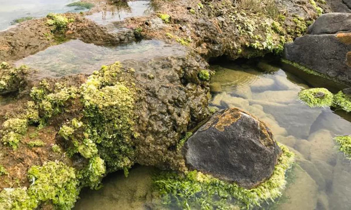 „Žive stene” koje vežu ugljenik: kako mikrobialiti oblikuju obale i istoriju Zemlje
