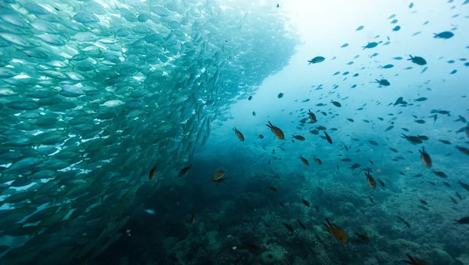 Neočekivano ponašanje narvala: do 11 sudara dnevno sa pasivnim akustičkim senzorima