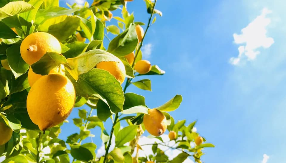 Proboj u Biljnoj Biotehnologiji: Novi Metod Uređivanja Bez Stranih Gena Je 17× Efikasniji