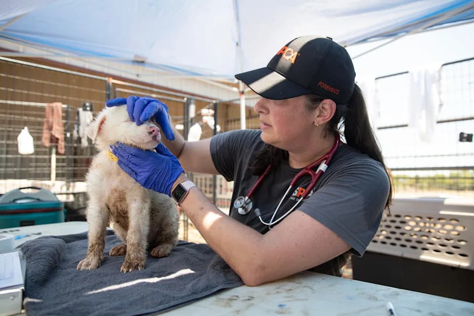 Pet Godina ASPCA Forenzičkog Centra U Gainesvilleu: Kako Tim Spašava Životinje I Menja Praksu