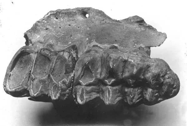 Mammut americanum — mastodon proglašen državnim fosilom Mičigena: šta treba znati