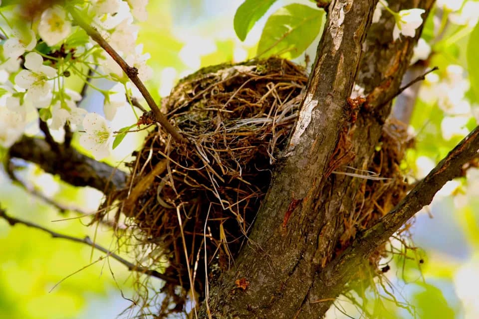 Šokantno Otkriće: Mikroplastika Širine 5 mm U Gnezdima I Telima Ptica Iz Dvorišta