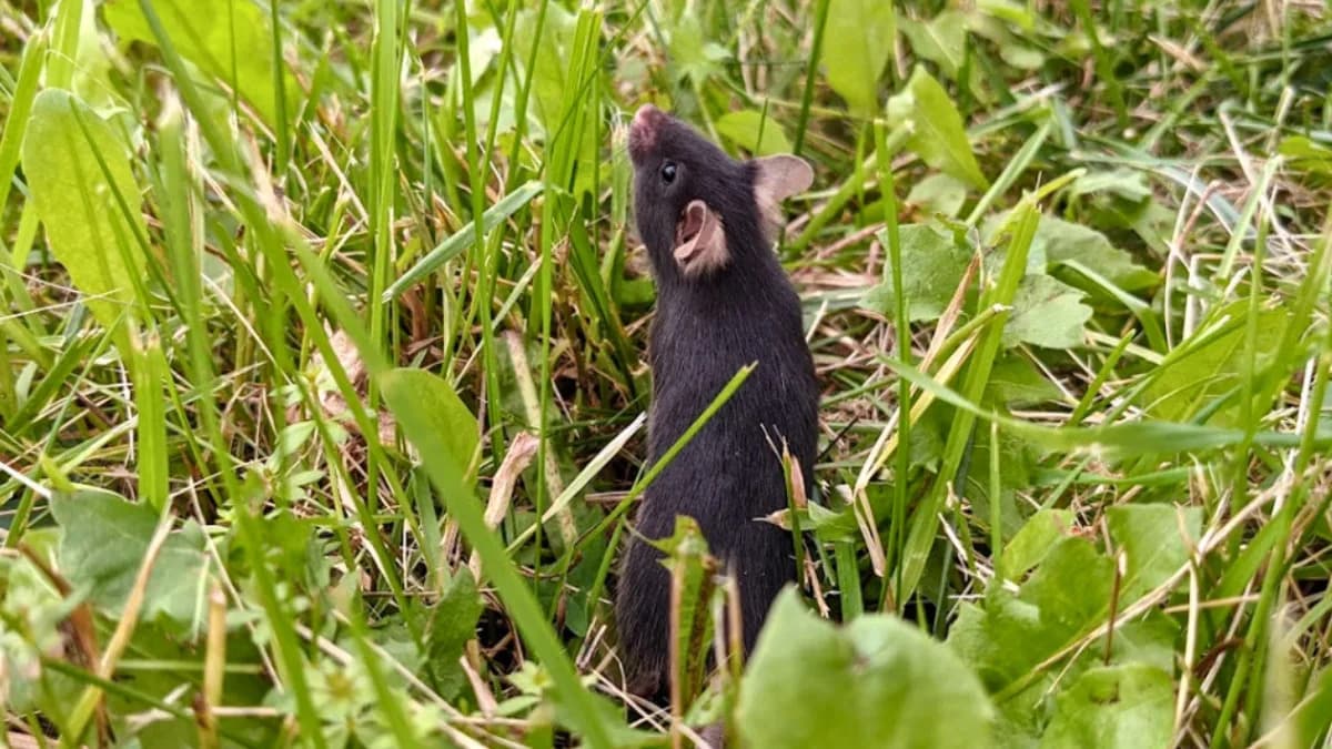 Jedna Nedelja U 'Divljini' Resetovala Anksioznost Laboratorijskih Miševa