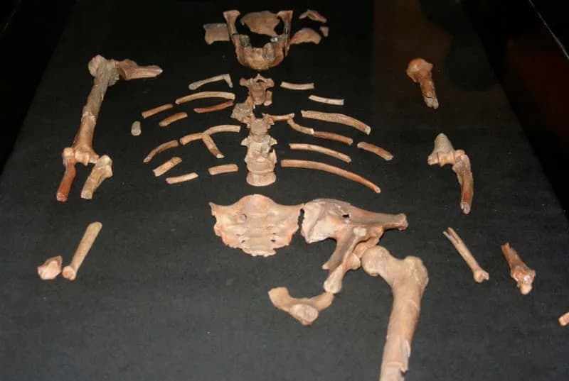 Novo Otkriće Iz Etiopije Menja Priču O Poreklu: Otkriven Australopithecus deyiremeda