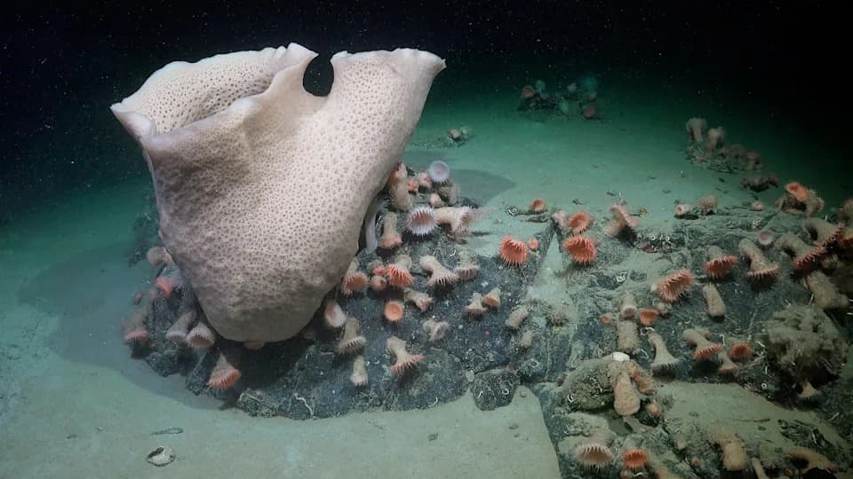 Zagonetna dubina: 6 nadrealnih snimaka iz dubokog mora 2025 — novi nudibrank i prvi video kolosalne lignje