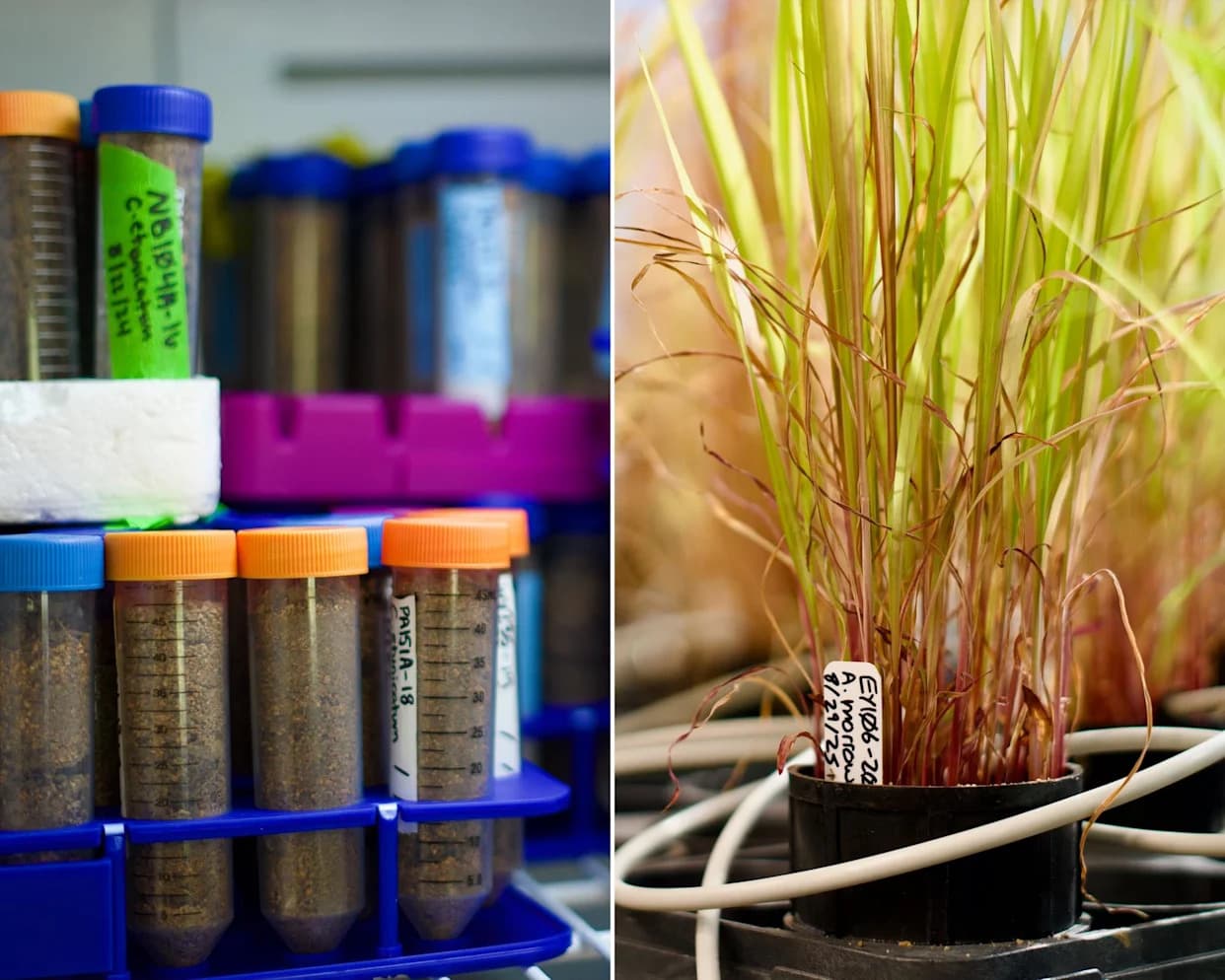 Ugašavanje INVAM-a: Živa biblioteka mikoriznih gljiva na ivici odlaska