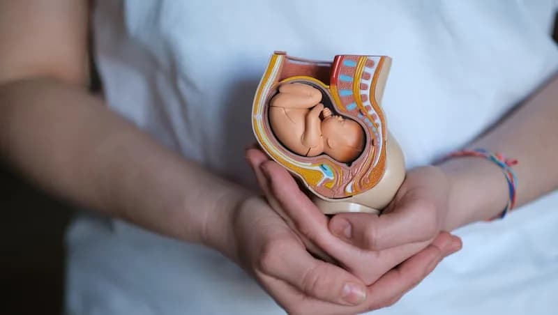 Naučnici Rekreirali Rana Stages Trudnoće U Laboratoriji — Laboratorijski Endometrijum Otvara Debatu O Veštačkoj Materici