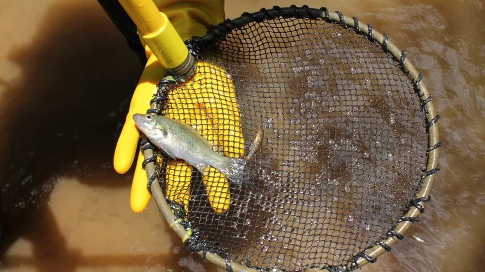 Jedina na svetu: Bloomfield bakalj — drevna riba koja preti da izumre posle ciklona i ulaska invazivnih vrsta