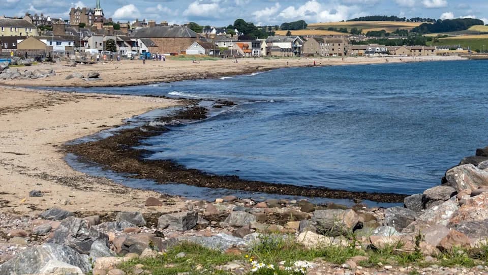 Retka sedmokraka hobotnica iz Severnog mora izbačena na obalu kod Aberdeenshirea