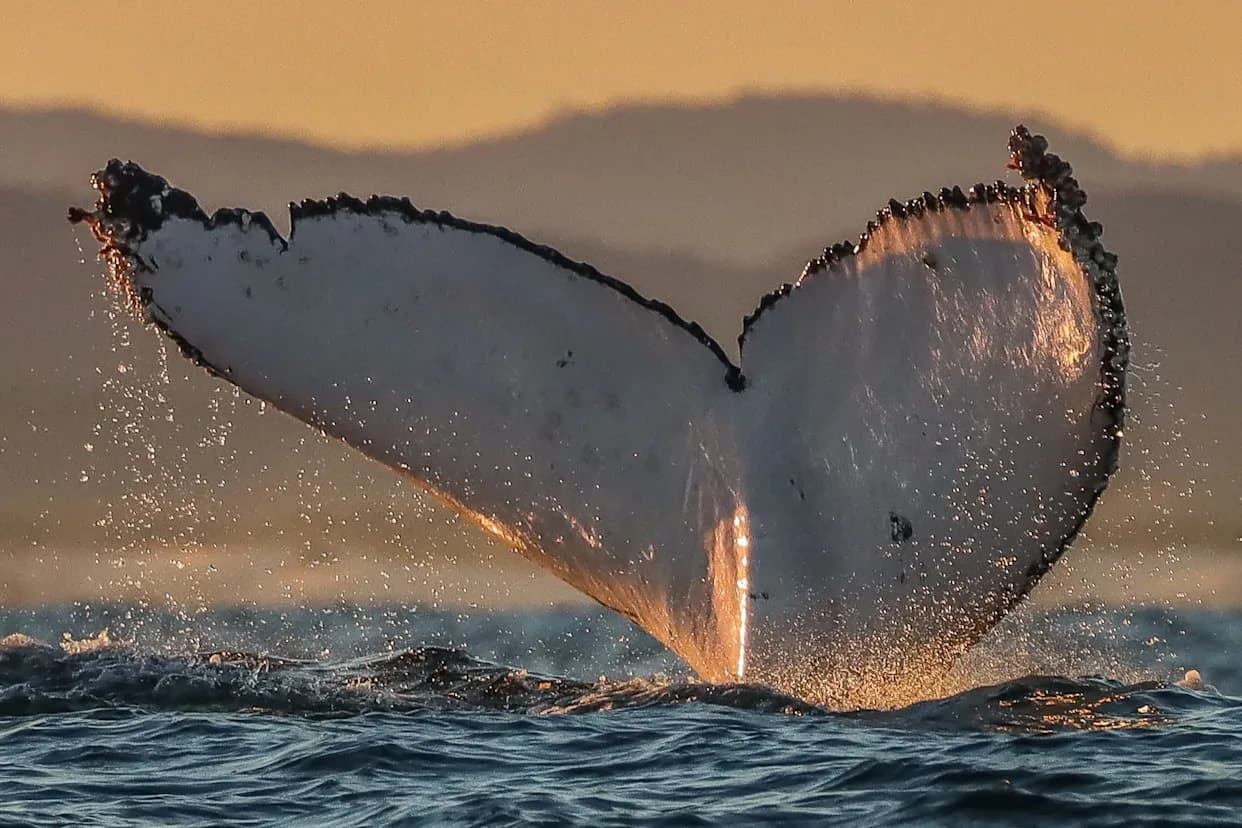 Prvi podvodni snimci dojenja mladunaca grbavih kitova u Australiji — kamere otkrile ključnu ulogu Moreton Baya