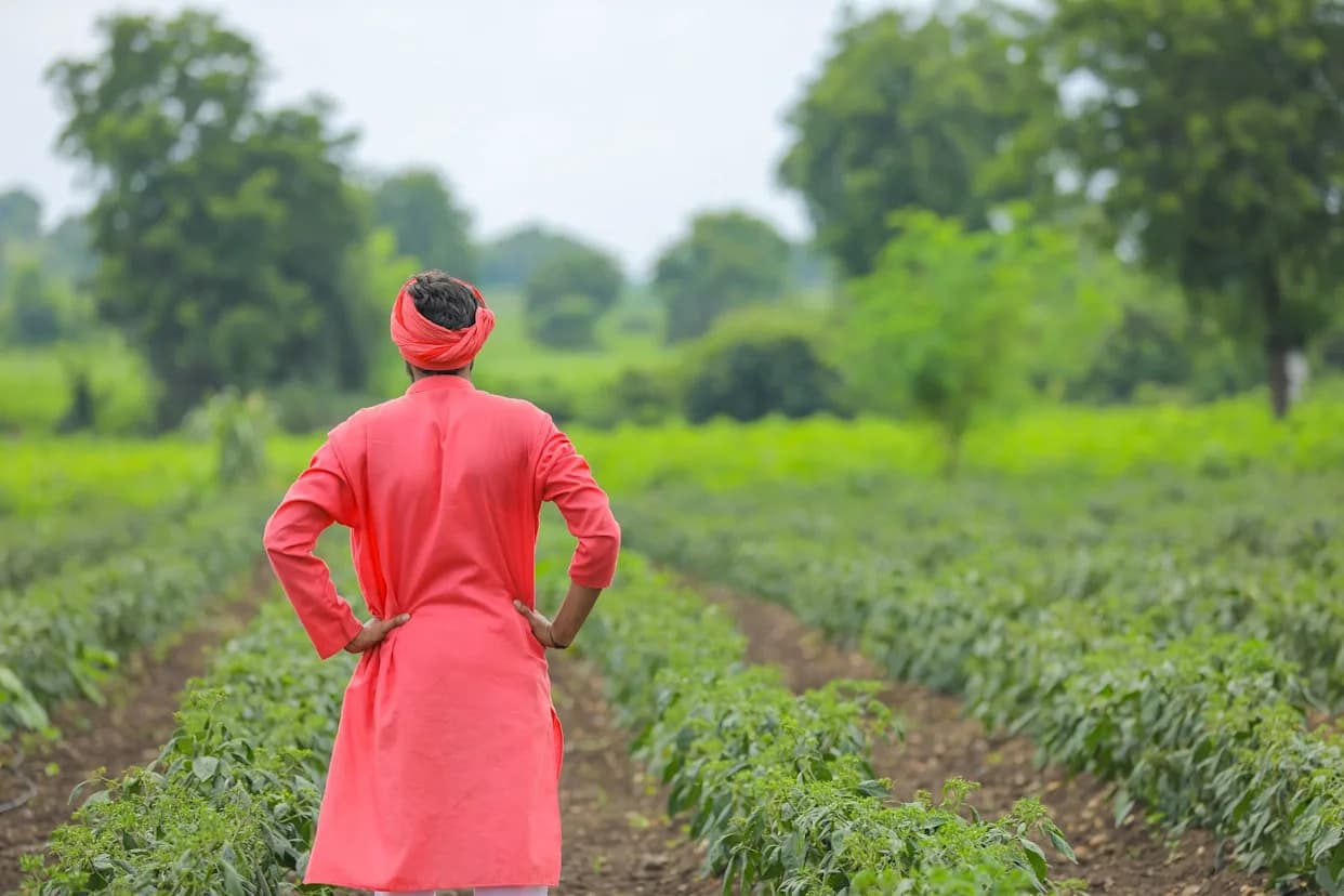 Poljoprivrednici U Karnataki U Strahu Od Loše Žetve: Biber Pogođen Produženim Padavinama