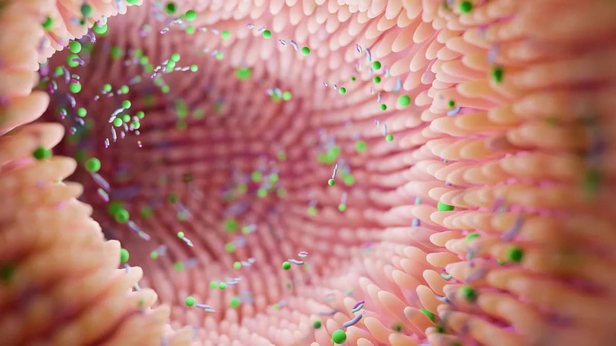 Crevne bakterije povezane s depresivnim epizodama bipolarnog poremećaja — studija na miševima