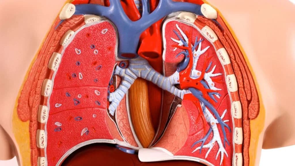 Prvi dišući „plućni-čip“ napravljen isključivo od ćelija jedne osobe otvara put ka personalizovanoj medicini