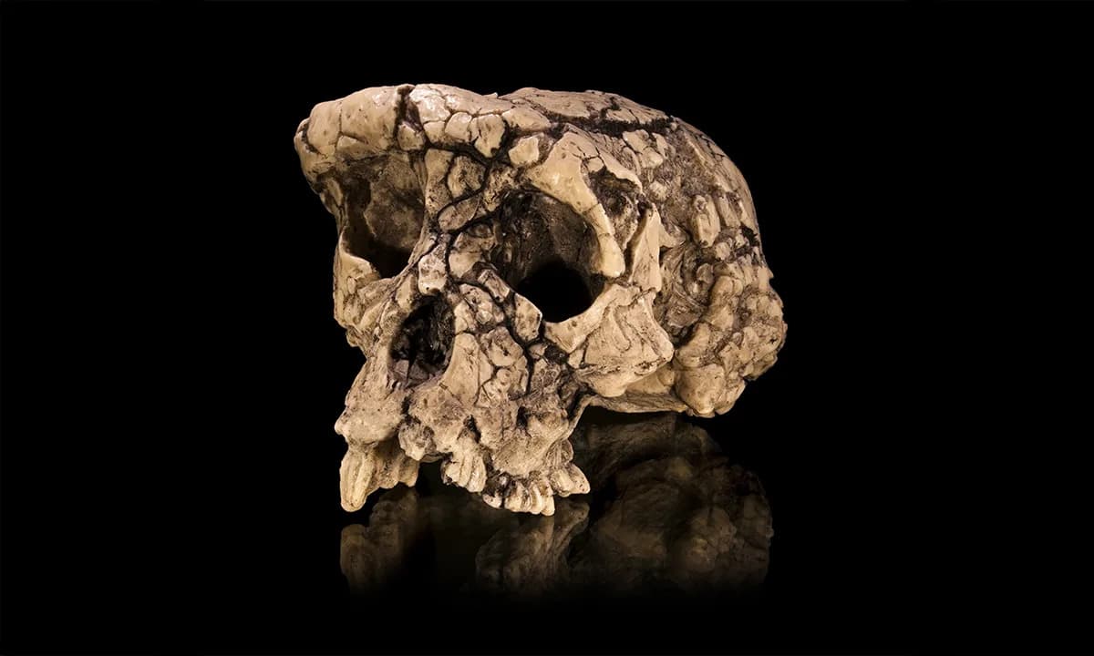 Sahelanthropus tchadensis: Da Li Je Ovo Najraniji Hominin Koji Je Hodao Uspravno?