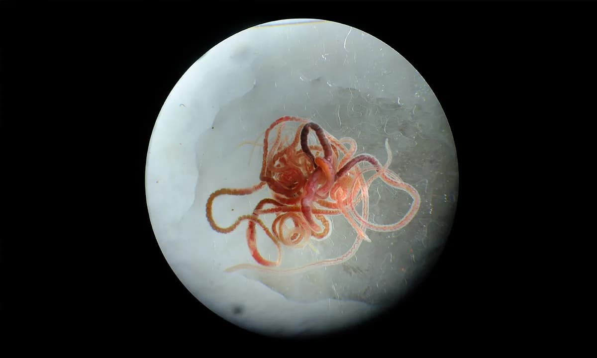 Kako sitni vodeni crvi „pometu“ pesak: Talasasto kretanje koje slaže zrnca