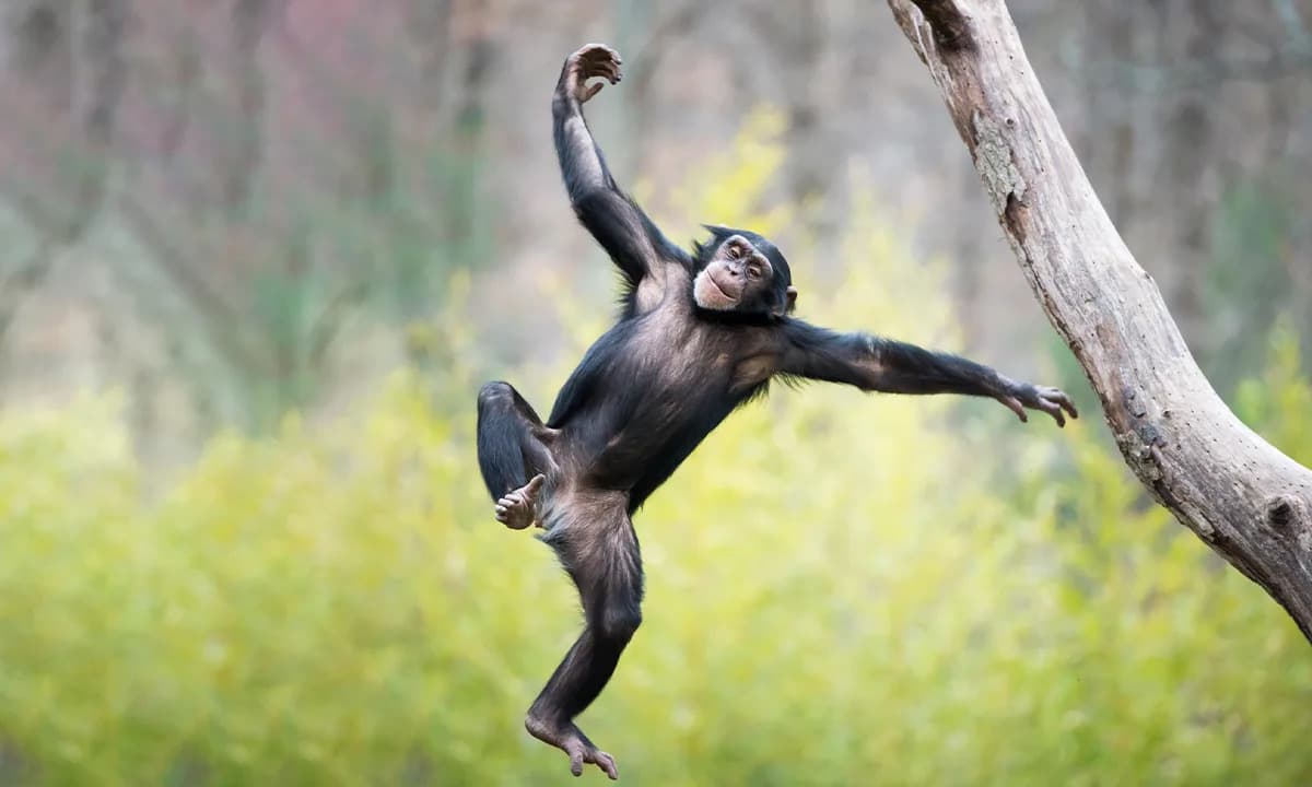 Šta čimpanze otkrivaju o ljudskom roditeljstvu: Zašto bebe majmuna rani preuzimaju fizičke rizike