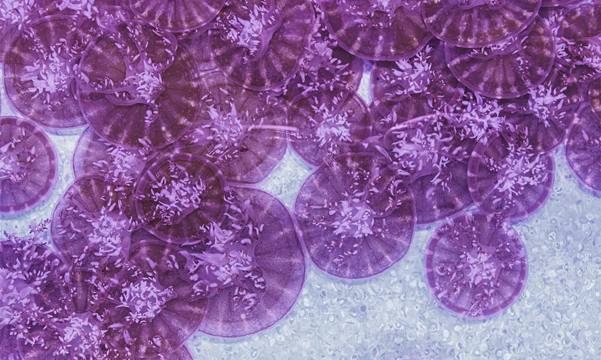 Duboki evolutivni koreni sna: šta naopaka meduza i morska anemona otkrivaju o poreklu odmora