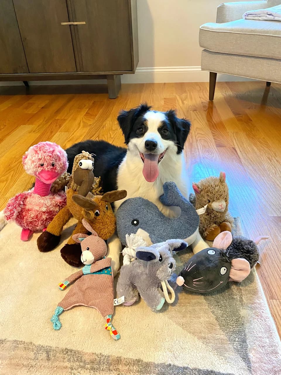 Daroviti Psi Mogu Naučiti Imena Igračaka Prisluhivanjem Vlasnicima