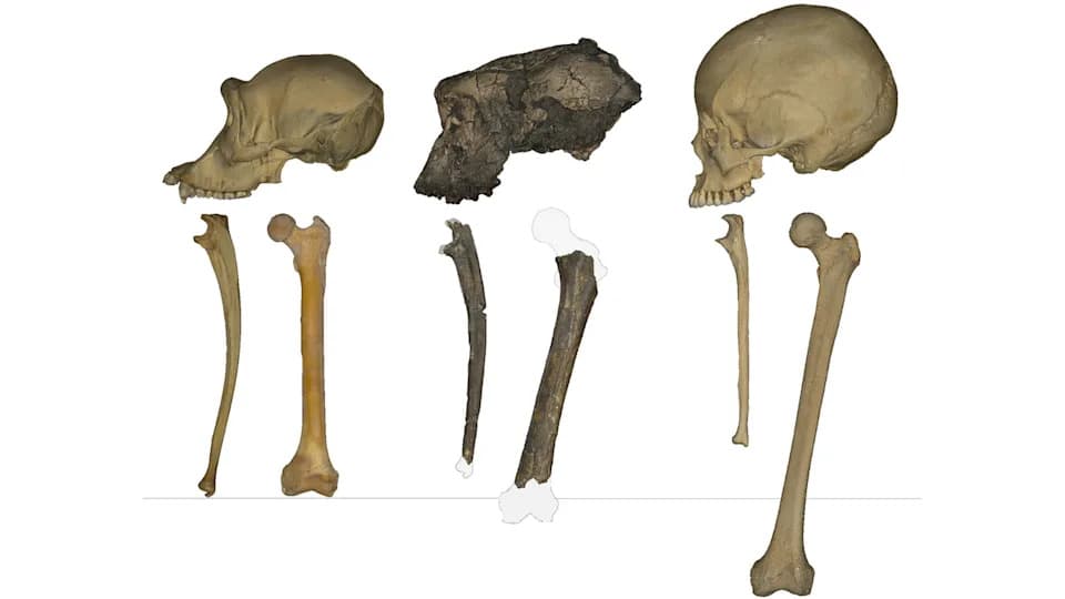 Mala kvržica na fosilu starom 7 miliona godina sugeriše: Sahelanthropus je hodao uspravno — možda najraniji hominin