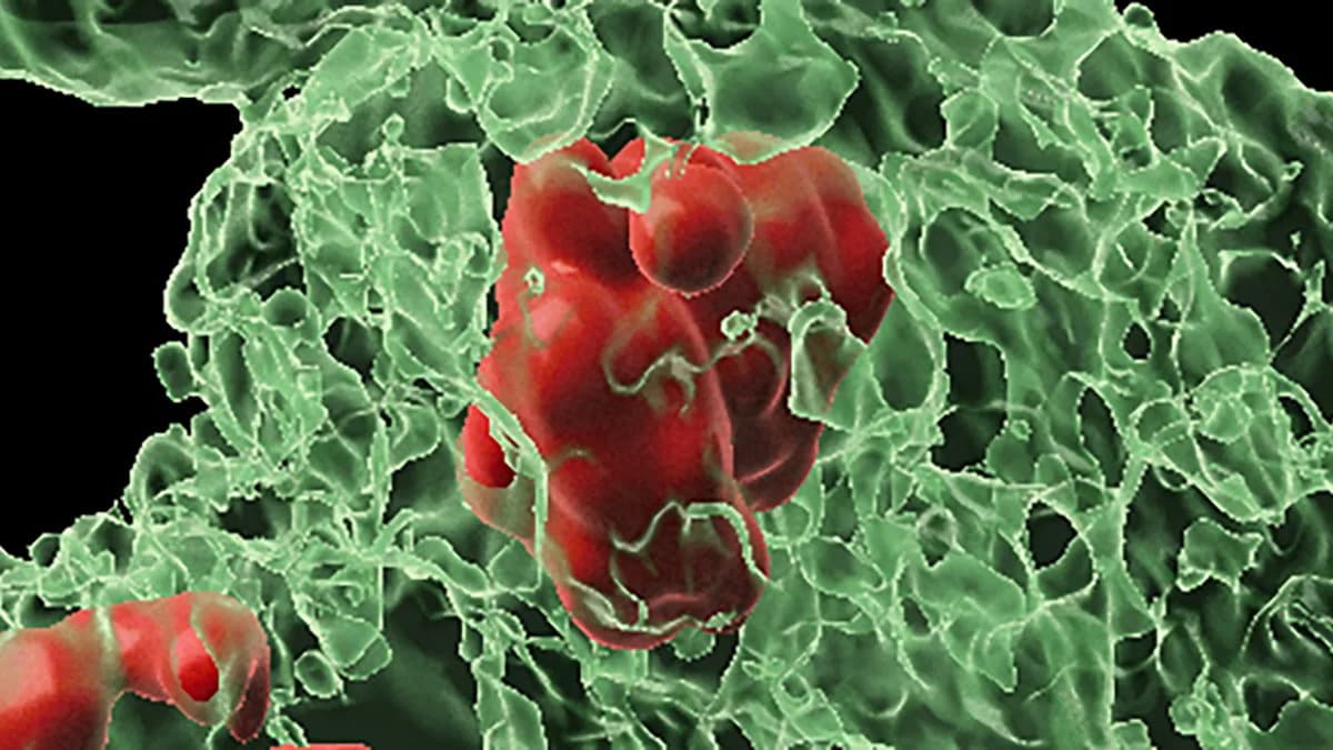 Telo "oživljava" ćelije označene za smrt — rešenje 50‑godišnje zagonetke o regeneraciji