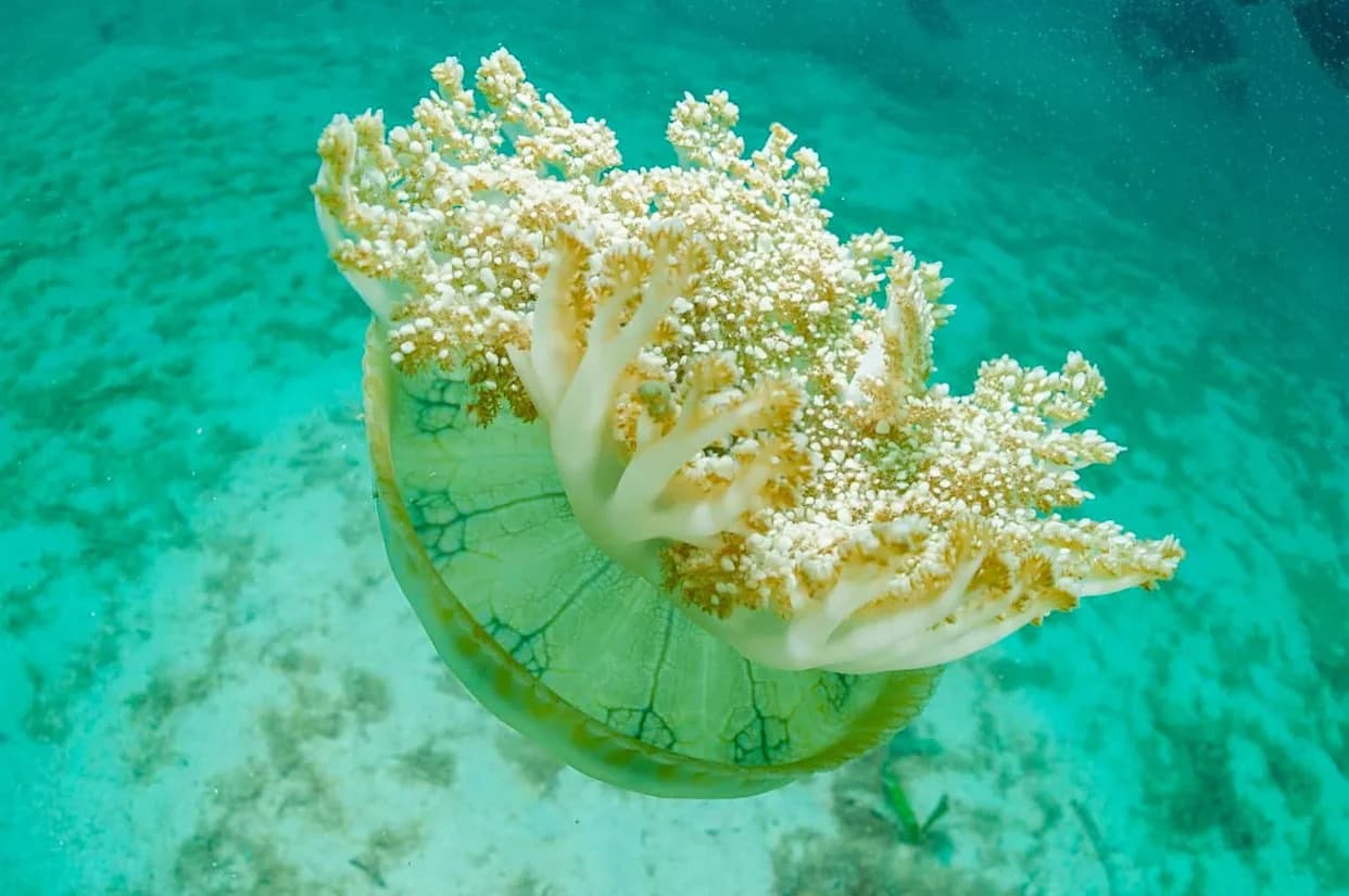 Čak i meduze bez mozga spavaju — i to može objasniti zašto vam je potreban odmor