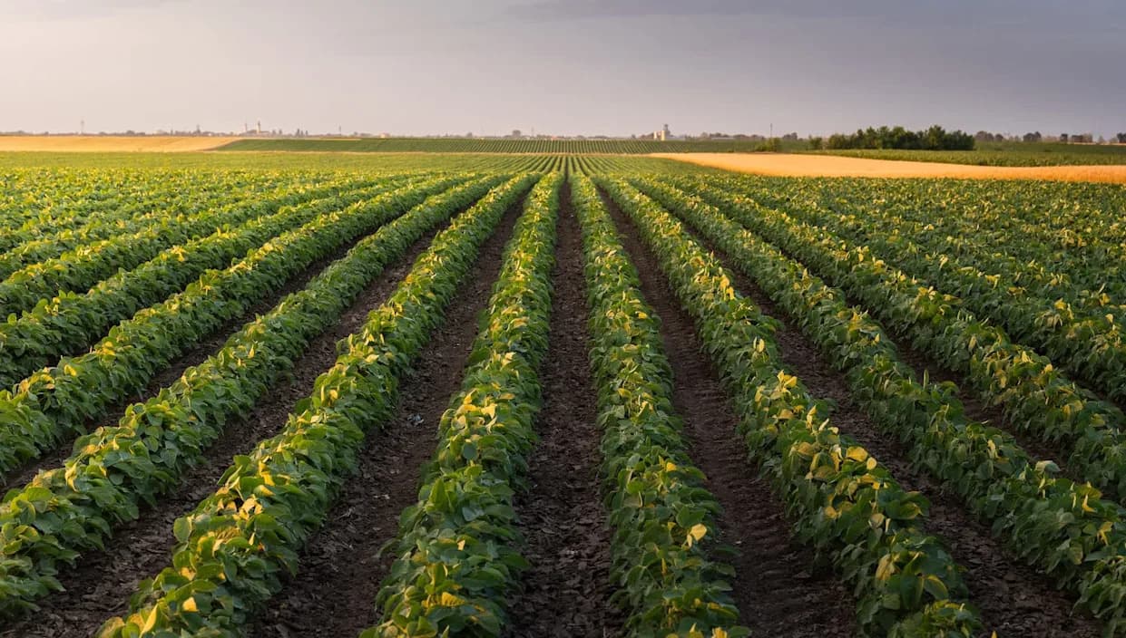 Istraživanje Upozorava: Porast Temperatura U Indiji Već Smanjuje Prinose Useva i Ugrožava Sigurnost Hrane