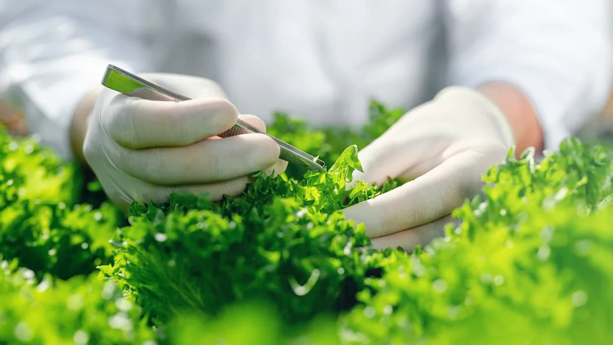 Nova nada za useve: genetsko vraćanje proteinskih inhibitora protiv štetočina