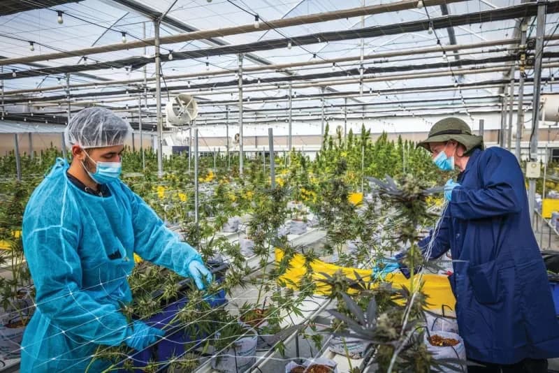 SafeWax: Izraelski Premaz Koji Može Smanjiti Upotrebu Pesticida Za Više Od 50%