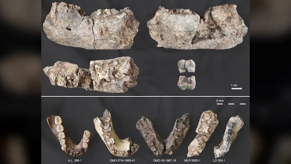 Vilica stara 2,6 miliona godina otkriva: Paranthropus stigao daleko na sever Afara
