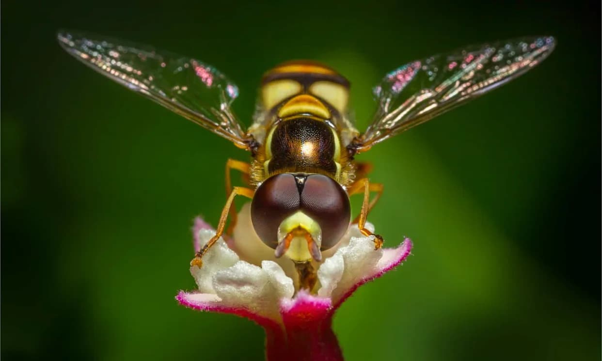 Od Pernatih Dinosaurusa Do Sitnih Pčela: 10 Fascinantnih Novi Vrsta Otkrivenih 2025.