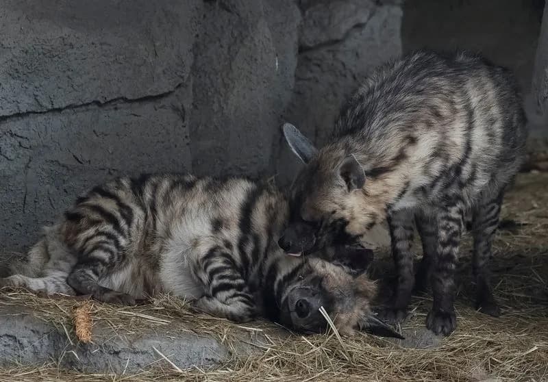 Kijevski zoo u borbi za toplotu: Tonija i druge životinje spašavaju od mraza bez struje