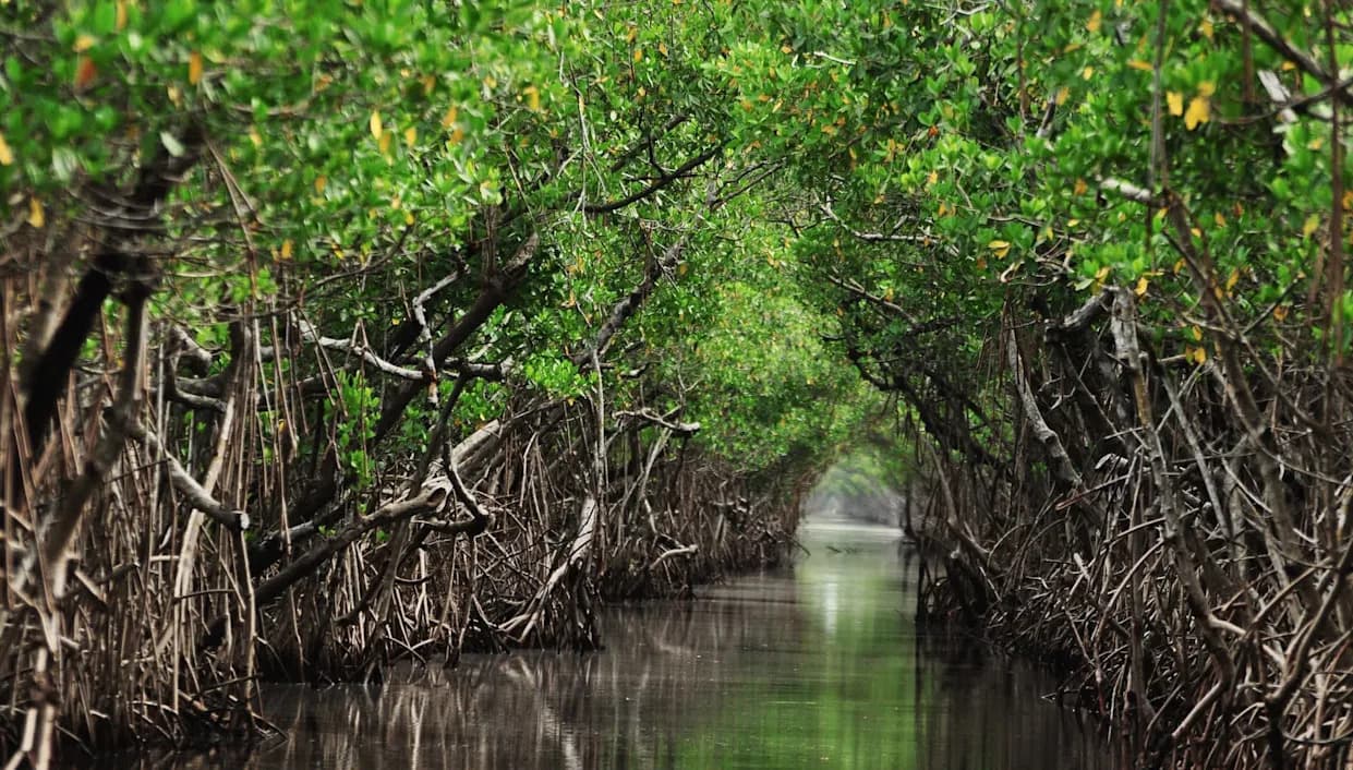 Neočekivani saveznici protiv mikroplastike: Klizavi rakovi u mangrovima razlažu plastiku — unos 16× veći nego u sedimentu