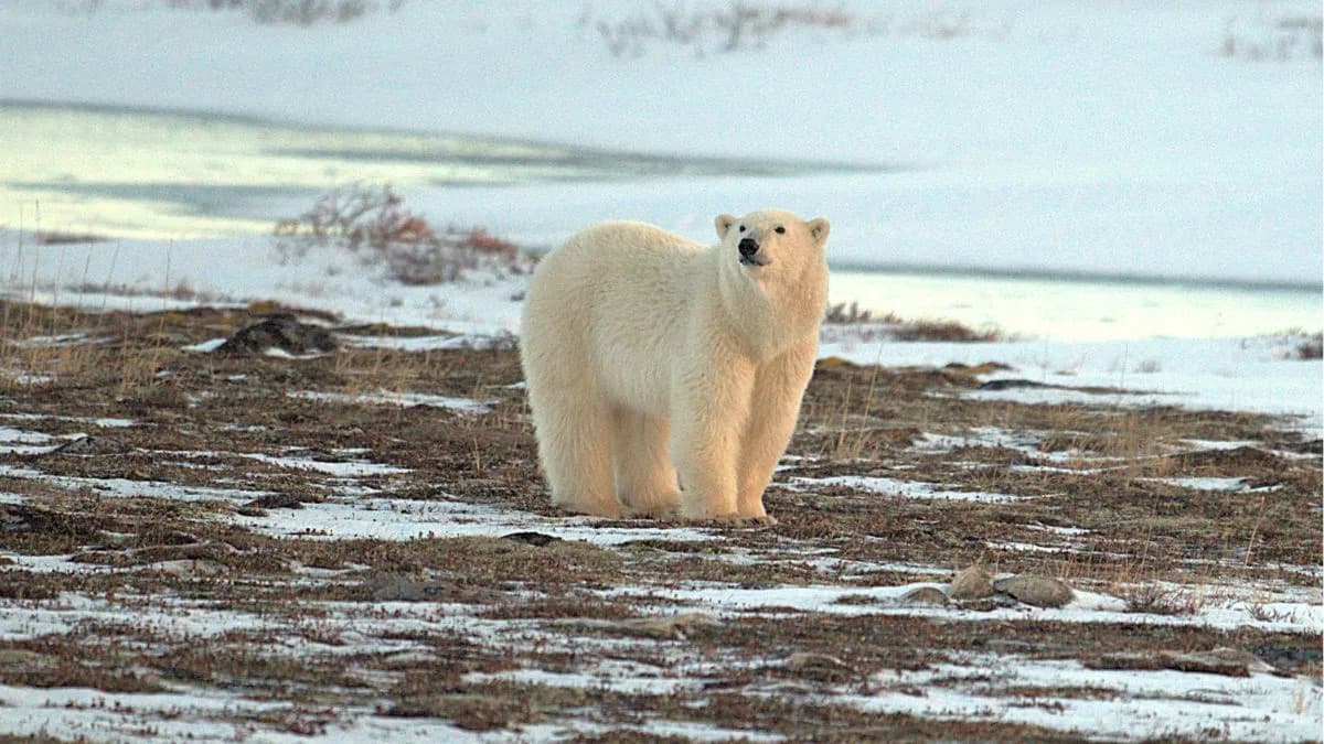 Arktik Je Ušao U Novu Eru "Ekstremnog Vremena" — Studija Upozorava Na Nagli Porast