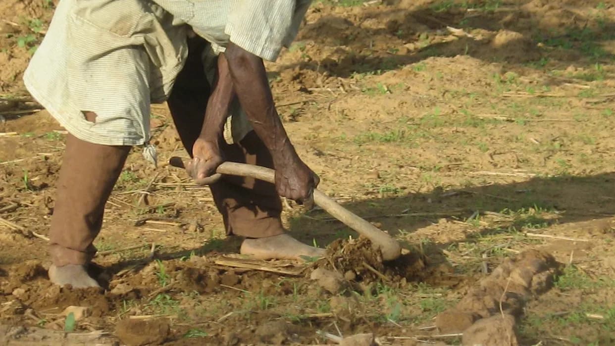 Alarmantno: Gubici Useva U Africi Rastu — Poplave, Suše i Nepravilne Padavine Ugrožavaju Snabdevanje Hrane