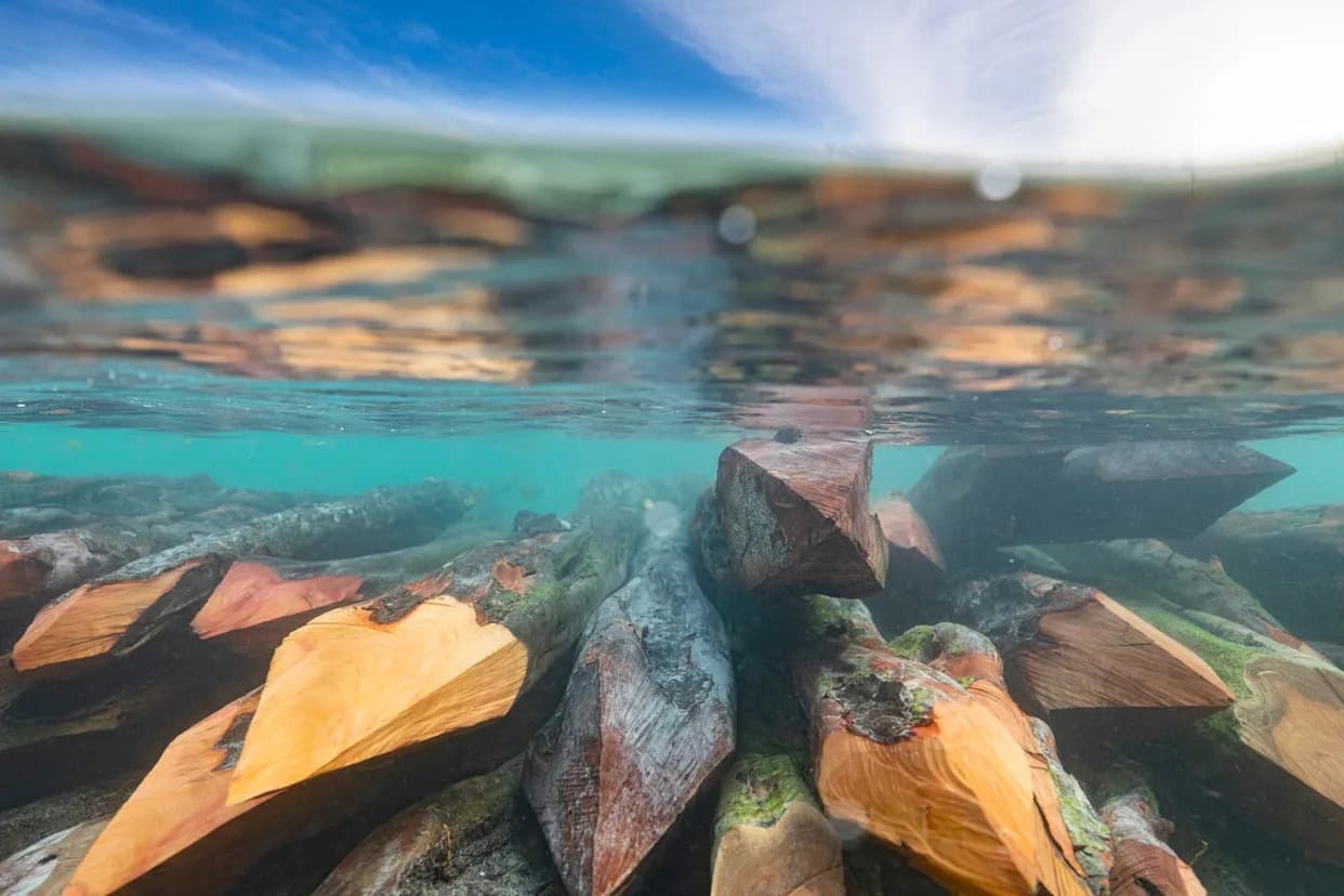 Naučnici Predlažu Potapanje Drveća u Arktiku Kao Dugoročno Skladištenje CO2