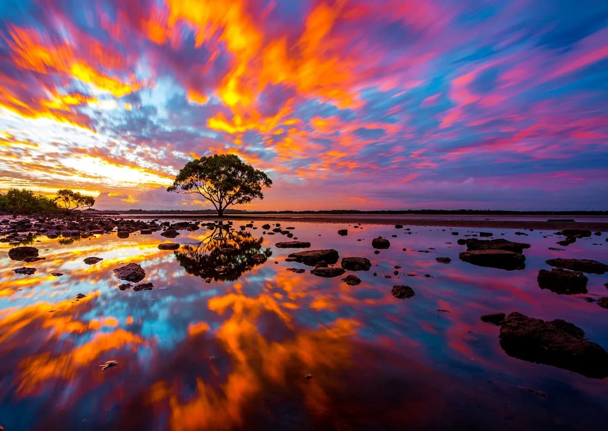 Češljarke Su Prve: Novi Dokazi O Najranijem Razdvajanju Na Stablu Života