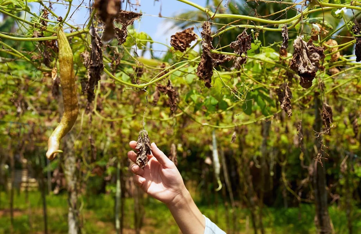 Poljoprivrednici Pogođeni: Drastičan Pad Prinosa U Turskoj 2025. — Šta Se Dešava?