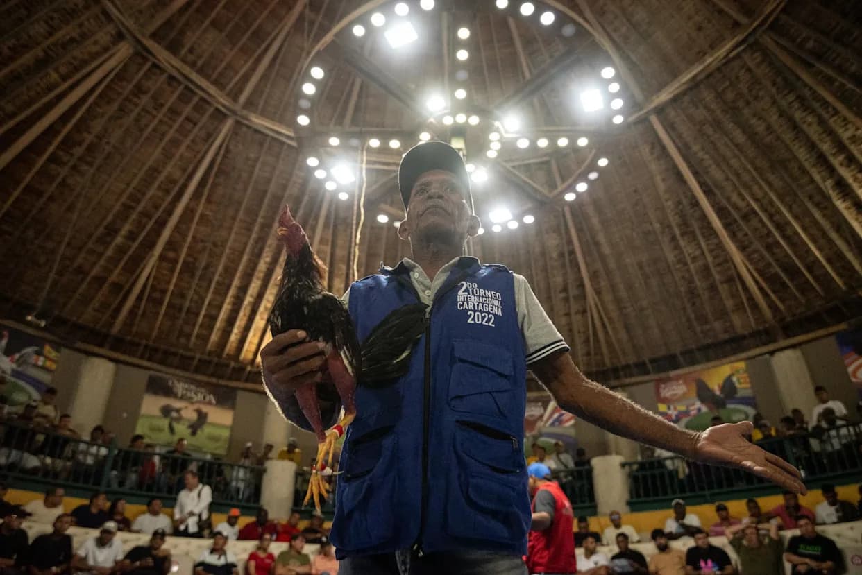 Dok Kolumbija Uvodi Zabranu, Kartagena Beleži Krvavu Noć Borbi Petlova