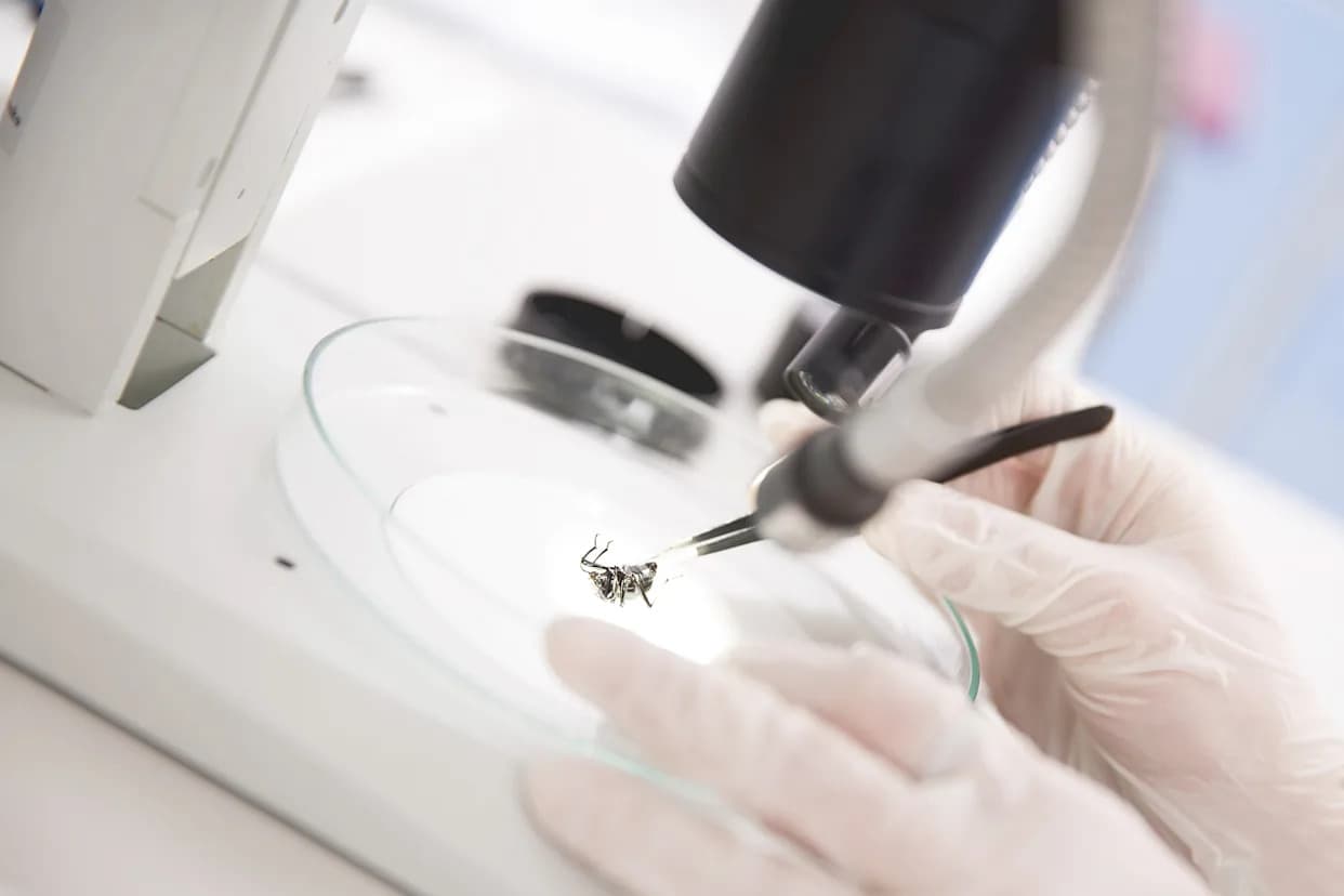 Encarsia formosa: Prirodni saveznik u staklenicima — stabilna i evoluciono otporna strategija