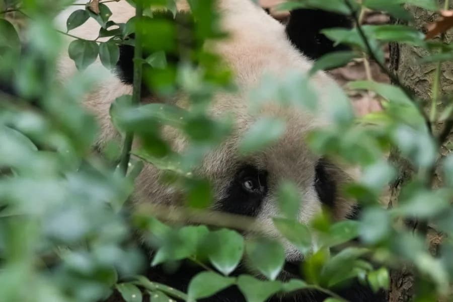 Lažna AI fotografija "gej" pandi dovela do privođenja u Kini i nove polemike oko Čengdua